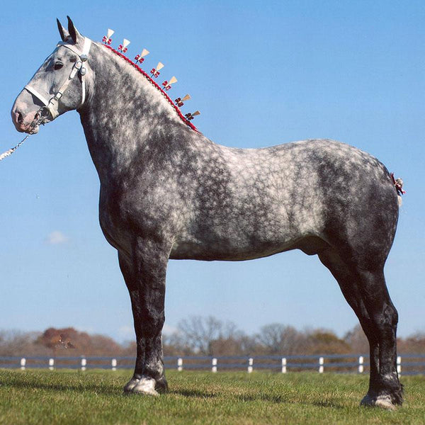 Dapple Grey Percheron Horses dapple-grey-percheron-horses