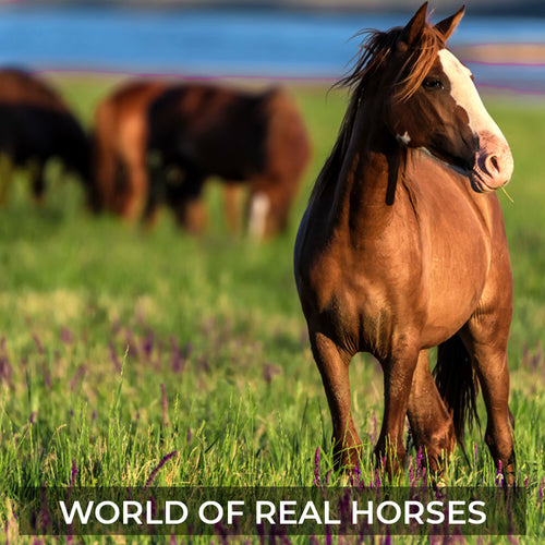 World of Real Horses