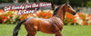 Save 15% on Racehorses, Barns, & Accessories!*