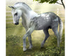 Grey Trakehner Stallion on background