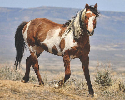 Picasso - Mustang Stallion Model Breyer Retired