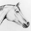 12 Easy Steps to Drawing Your Breyer Horse