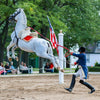 A behind-the-scenes experience with Tempel Lipizzans