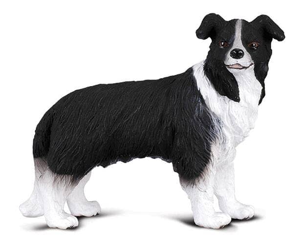 Border Collie | Retired