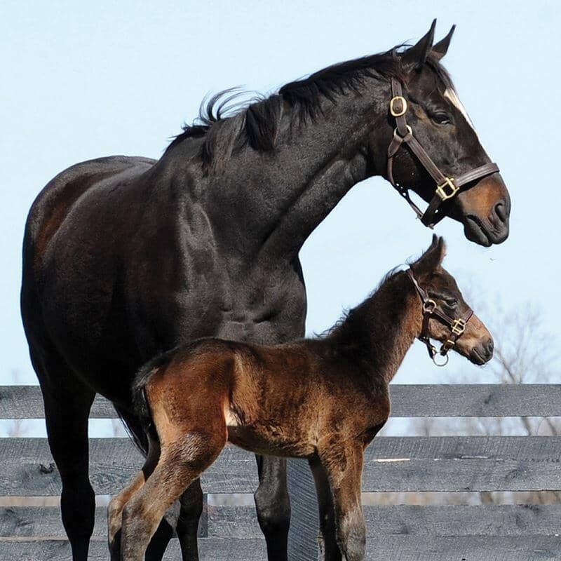 Cozmic One — BreyerHorses.com