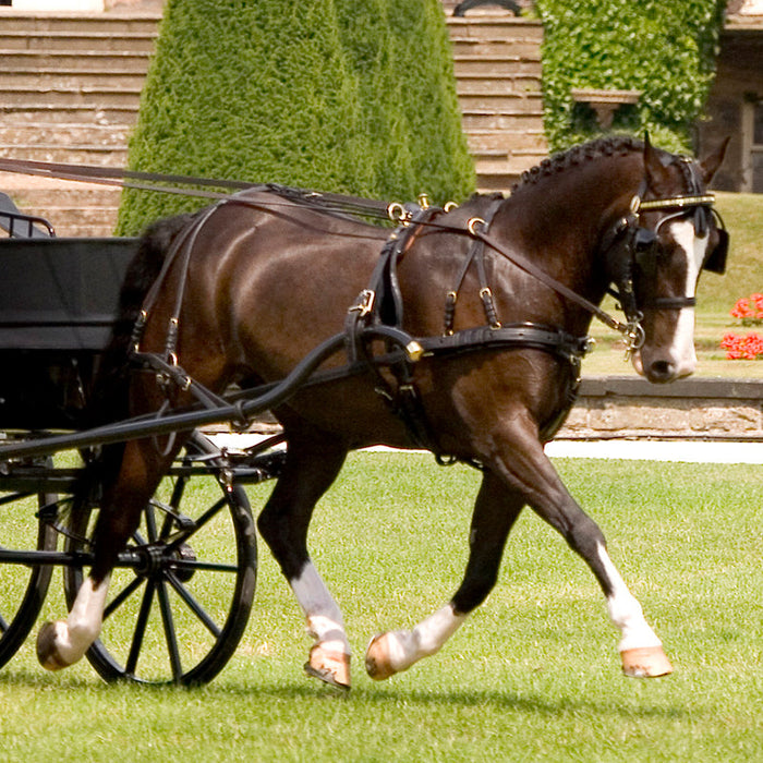 Dive into the World of Driving!