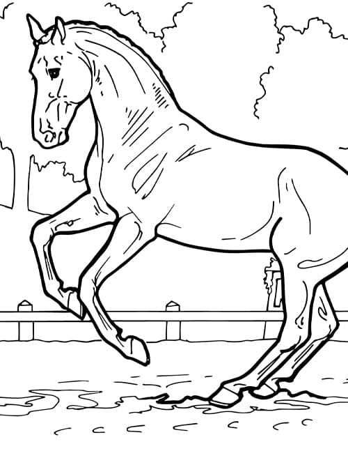 Realistic Horse Coloring Atie Split Verb Forms Cascad