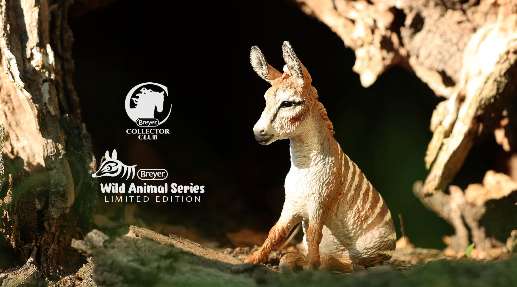Dryandra | Retired
