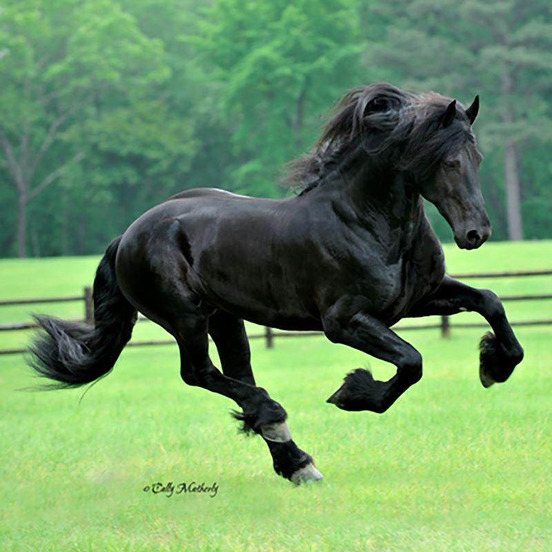 Friesian — BreyerHorses.com
