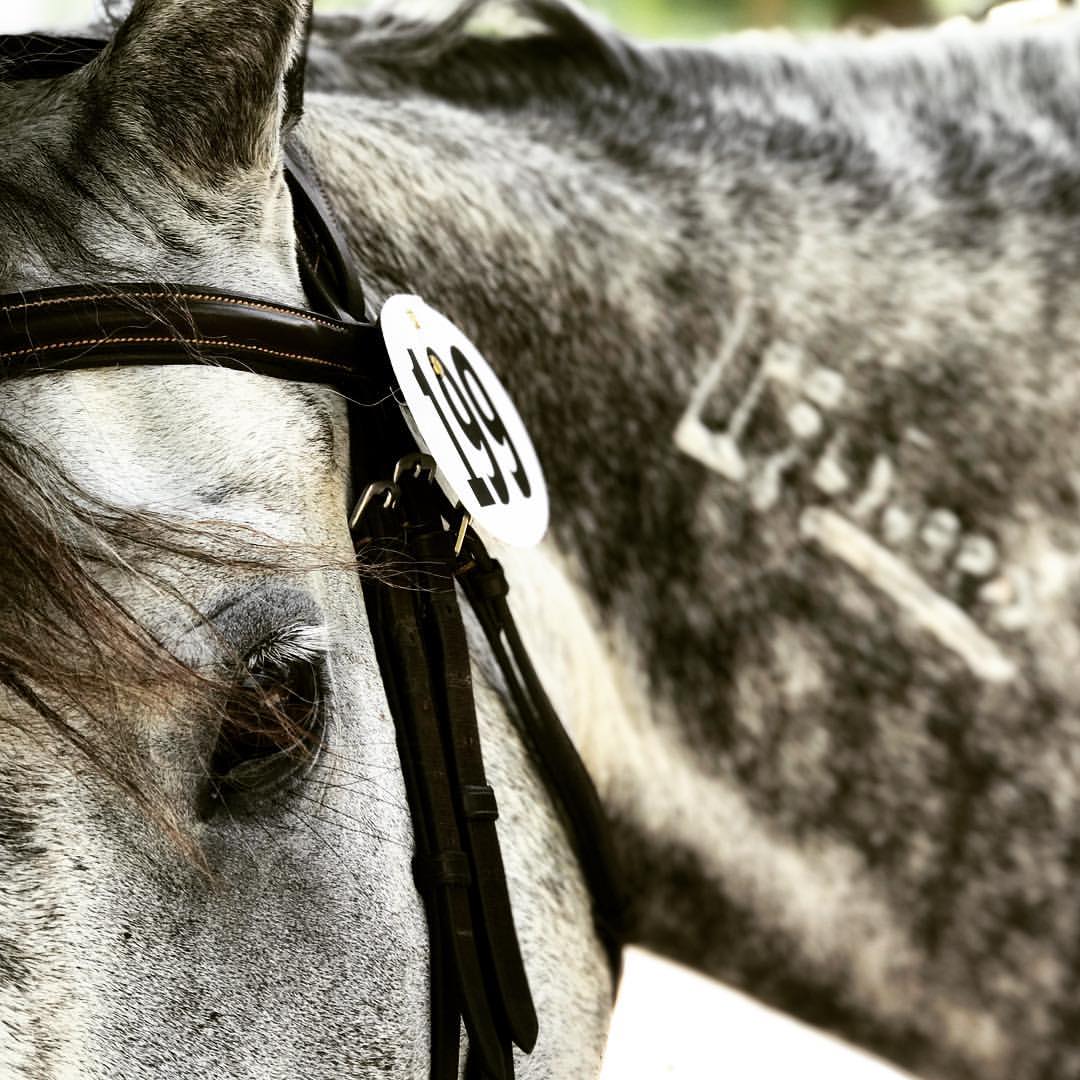 Hwin — BreyerHorses.com