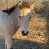 Meet the Gotland Pony!