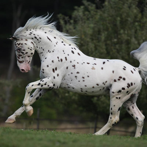 Real Horse Colors And Equine Color Genetics - Breyerhorses.Com