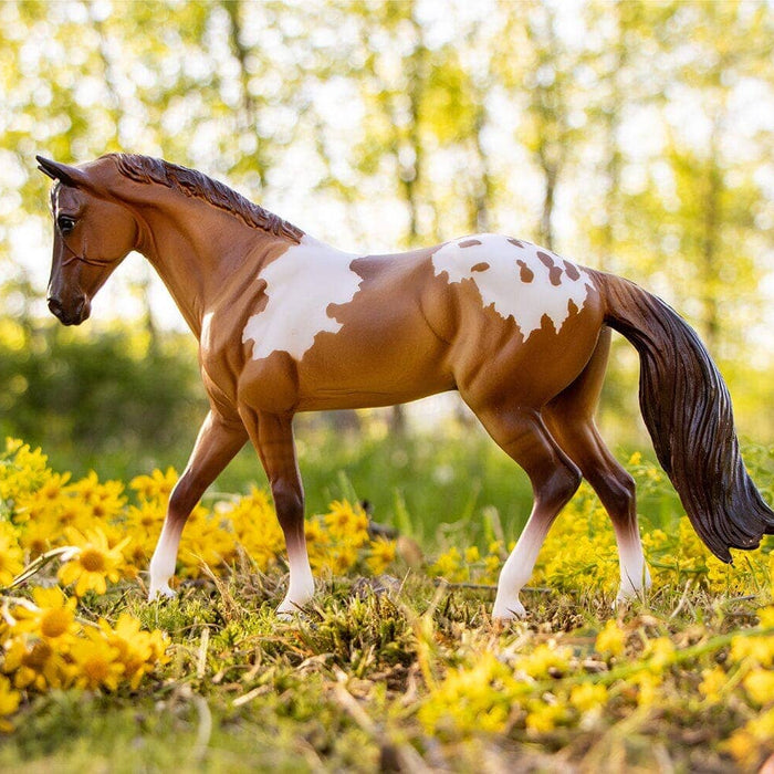 Red Dun Pintaloosa | Retired