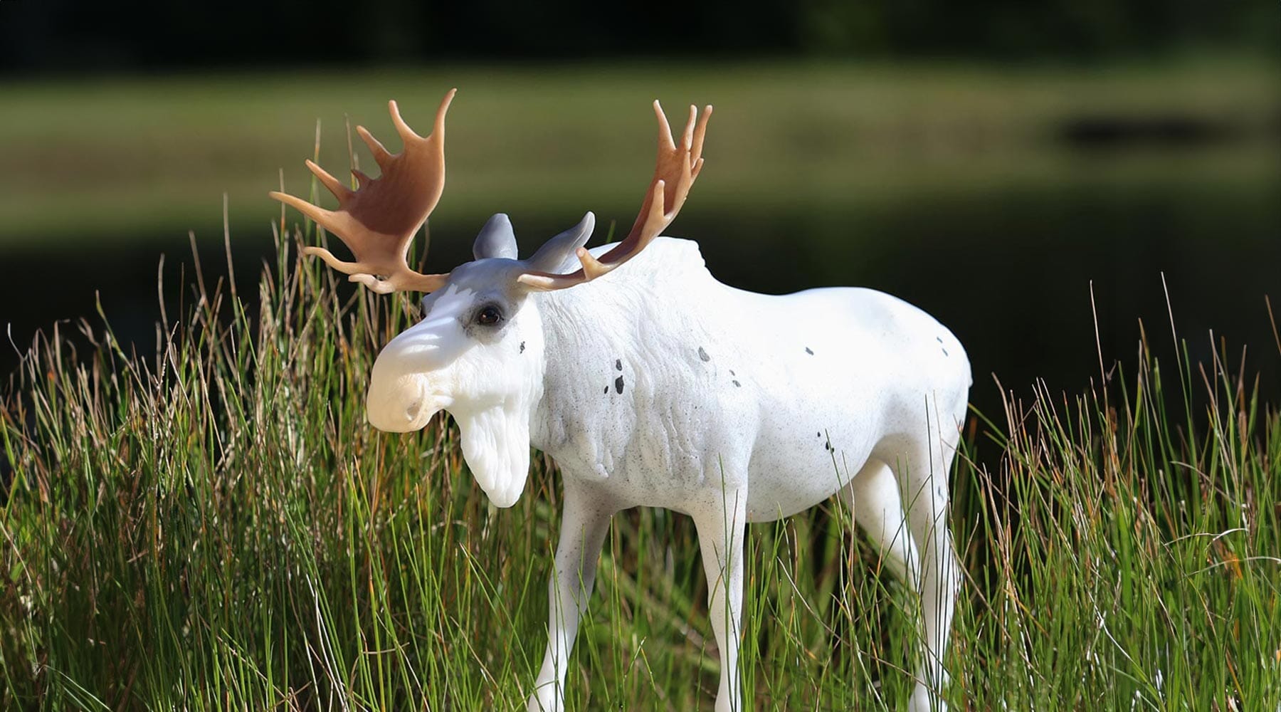 Roddick | Animal Web Special | Retired