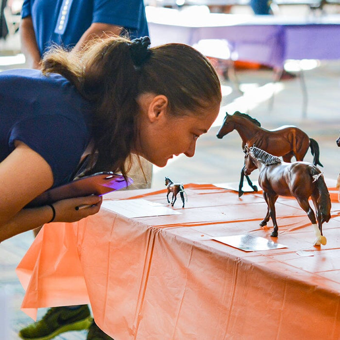 Showing Model Horses