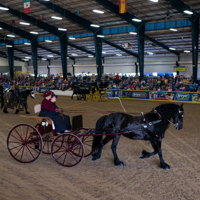 Friesian horse pulling a black and red carriage while other Friesians are being ridden in the background.