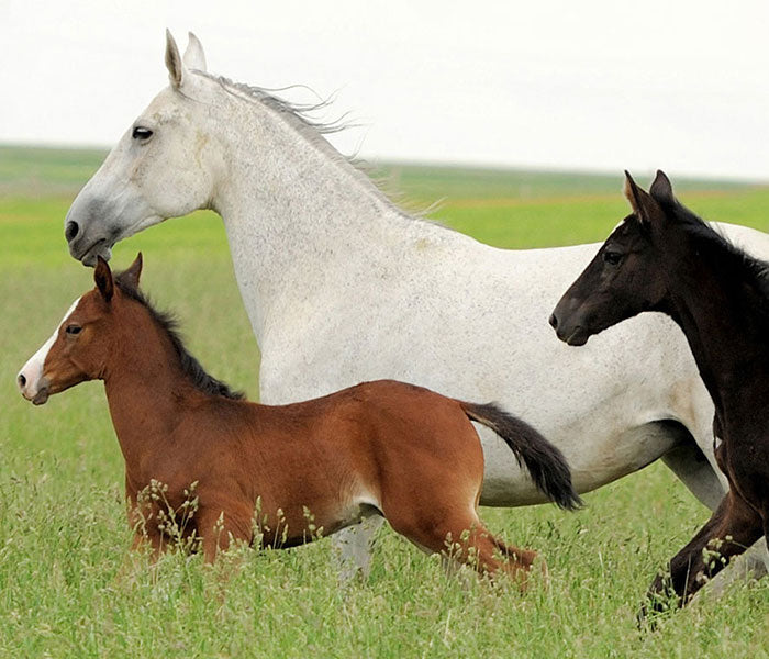 Discover Breyer - Horses running through a field