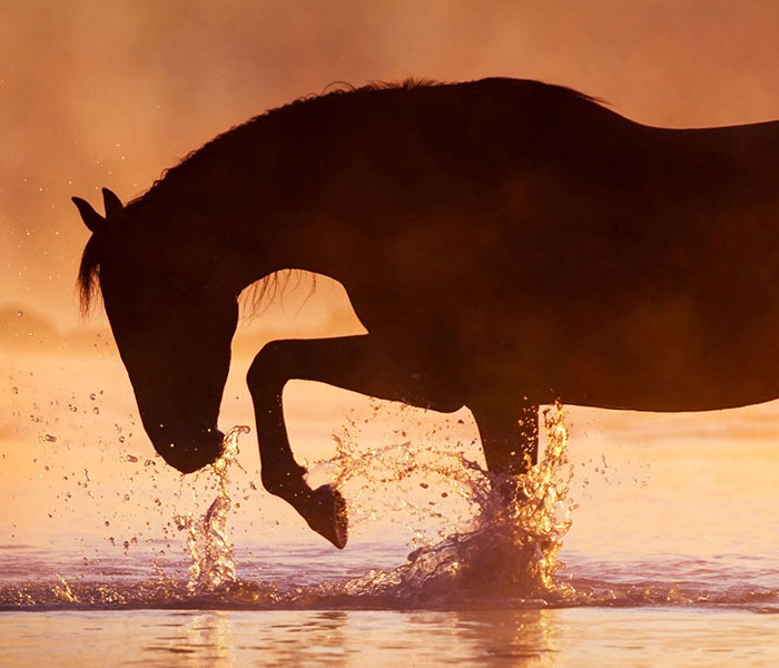 A real live horse standing in water during a sunset