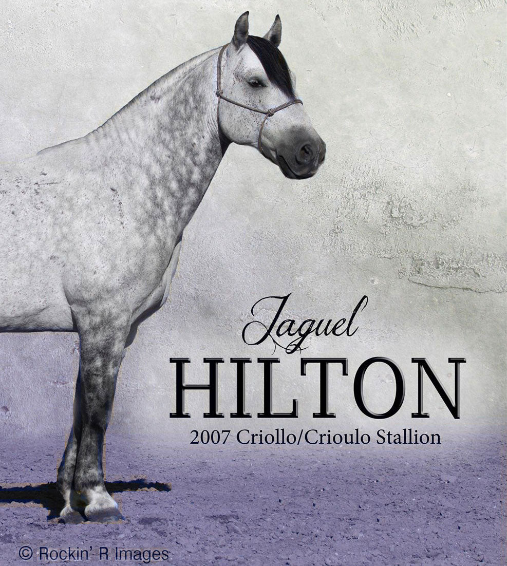 Jaguel Hilton - real horse on a fading light purple background