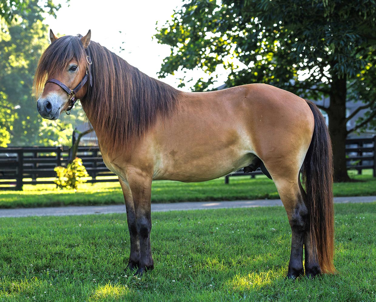 Öjvind - real horse standing on grass