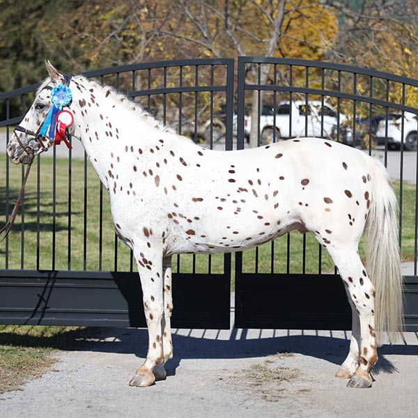 Pyxis av Drömmarna standing in front of a gate