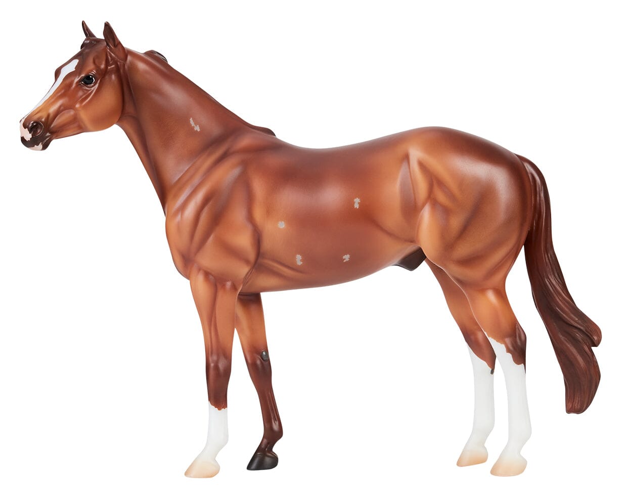 Apollitical Jess | American Quarter Horse Sprinter facing left on a white background