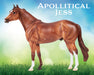 Apollitical Jess | American Quarter Horse Sprinter facing left on a grassy background