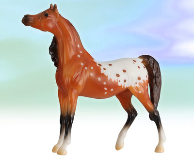Mini “Cinnamon” Ara-Appaloosa mare with distinctive dot and zig-zag blanket appaloosa pattern