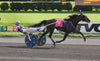 Breyer Atlanta Real Horse In Race