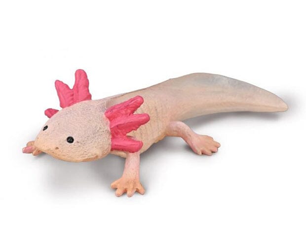Axolotl on white background