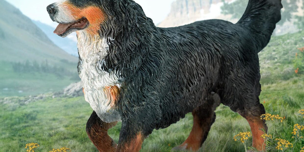 Bernese Mountain Dog —