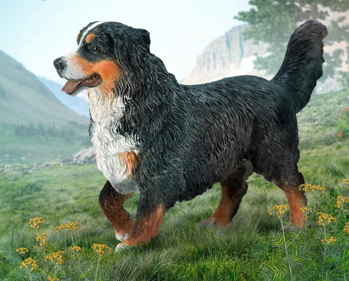 Bernese Mountain Dog — - Main Image