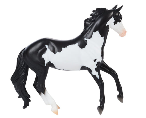 Black Frame Overo Stock Horse on white background facing right