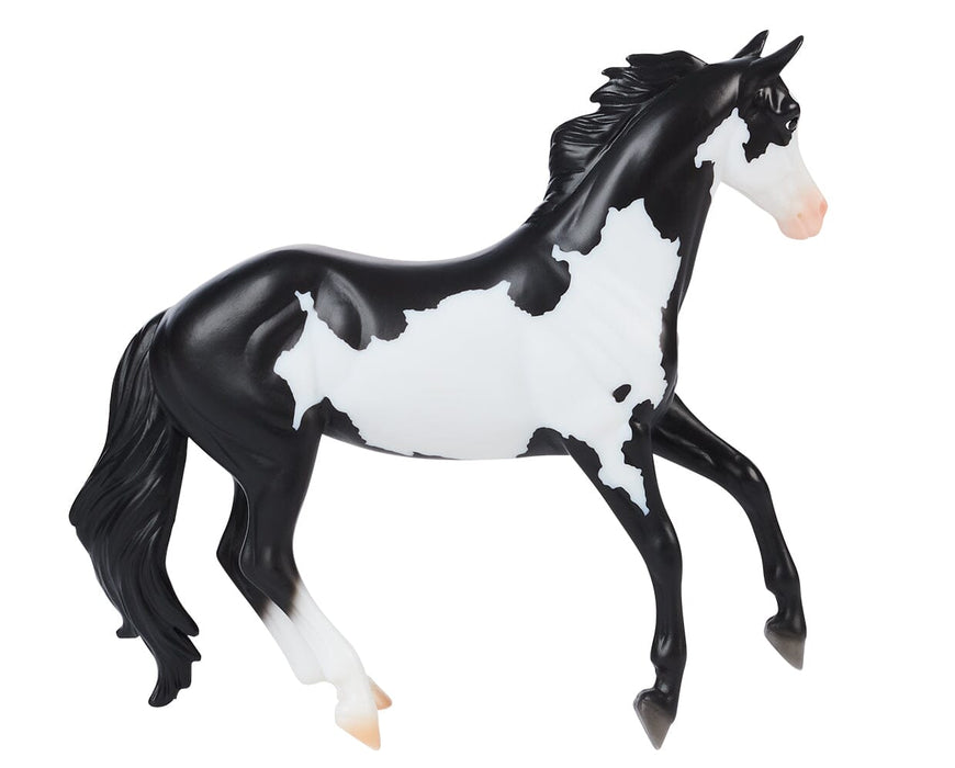 Black Frame Overo Stock Horse on white background facing right