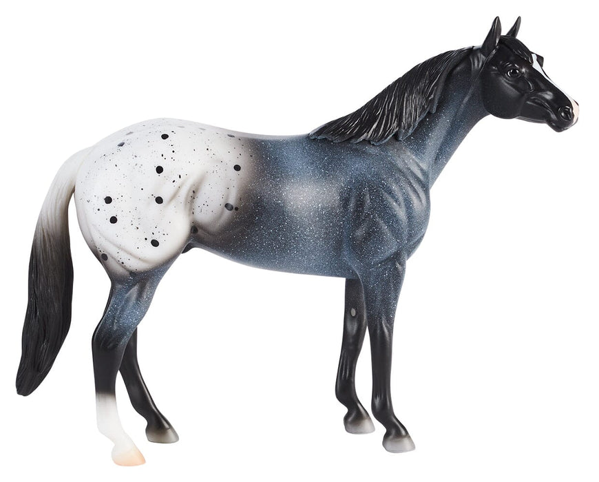 Blue Roan Appaloosa on a white background facing right