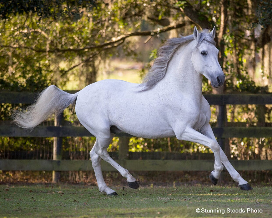 Caprechio del Richuelo live  horse in a paddock facing right