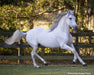 Caprechio del Richuelo live  horse in a paddock facing right