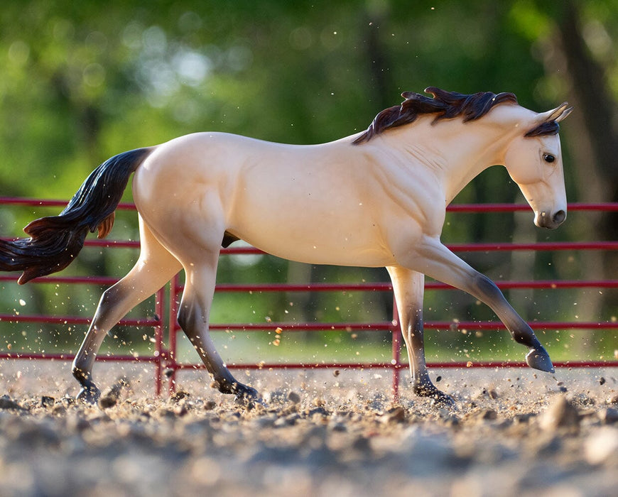 Cash | Quarter Horse in a arena setting
