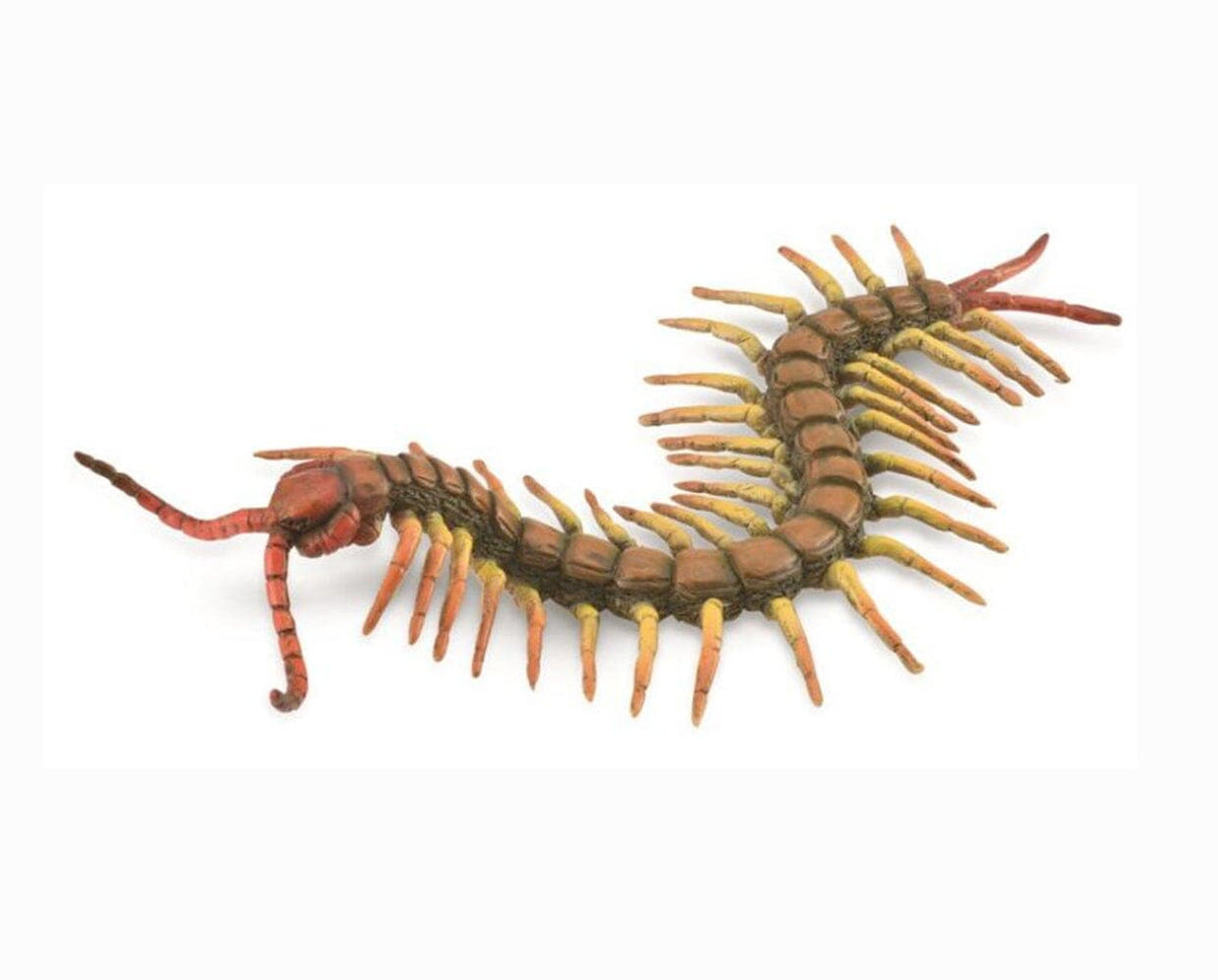 Centipede, image size:1200x966
