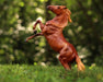 Breyer Freedom Series Chestnut Mustang