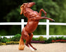 Breyer Freedom Series Chestnut Mustang