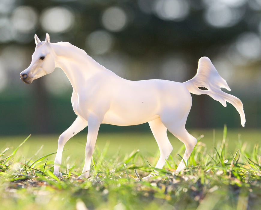 Grey Arabian