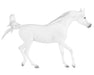 Grey Arabian on a white background facing right