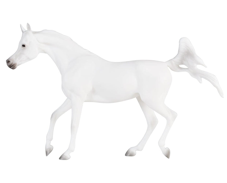 Grey Arabian on a white background facing left