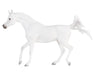 Grey Arabian on a white background facing left