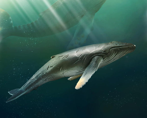 humpback-whale-model-breyer-