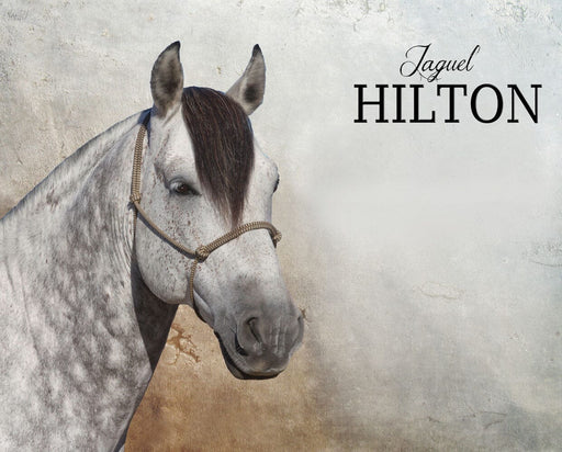 Jaguel Hilton | Criollo Stallion live horse image