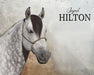 Jaguel Hilton | Criollo Stallion live horse image