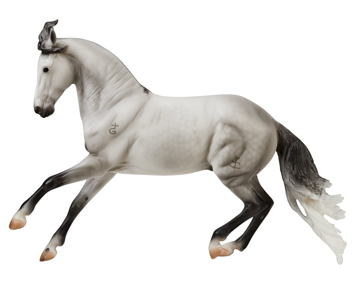Jaguel Hilton | Criollo Stallion | on a white background facing left