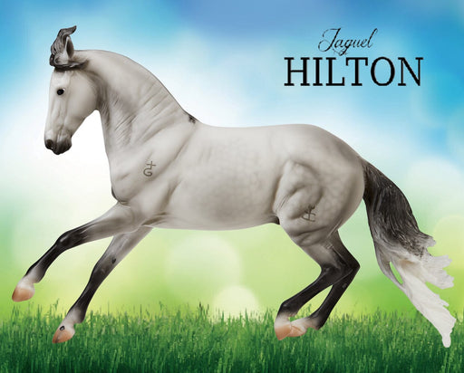 Jaguel Hilton | Criollo Stallion | on a grassy colorful background facing left